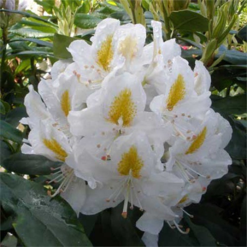 Rhododendron Cunninghams Blush - Hardy Hybrid | ScotPlants Direct